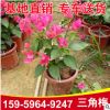基地批發(fā)三角梅小紅盆 庭院室內(nèi)觀賞綠化 三角梅 花卉園林植物