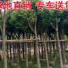 基地供應(yīng)落葉喬木園林綠化行道樹 工程綠化景觀工程行道樹苗麻楝