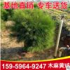 防風(fēng)護(hù)林木麻黃球千頭木麻黃 種植景觀樹行道庭院陽臺綠植盆栽