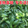 基地供應(yīng)蒲葵苗木價格 精選地被綠化苗木銷售大量現(xiàn)貨批發(fā)