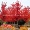 批發美國紅楓樹苗.日本紅楓.中國紅楓嫁接苗.紅楓小苗品種齊全