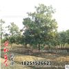 工程綠化苗廣玉蘭花苗基地直銷苗白玉蘭紅玉蘭紫玉蘭規格齊全