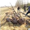 基地直銷 大垂柳 垂柳樹苗 金絲垂柳 觀賞垂柳 景點綠化 河道綠化