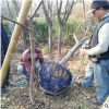 批發紅葉李 紫葉李 紫夜碧桃 基地直銷 當年結果 工程用苗