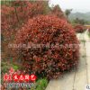 基地批發大量工程綠化苗紅葉石楠球 紅葉石楠小苗 紅羅賓 石楠苗