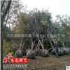 沭陽苗圃直銷 櫸樹 紅櫸樹 20公分櫸樹 耐寒耐旱 工程用苗綠化苗