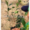 綠化苗木大葉橘子花 基地供應(yīng)批發(fā) 精選大葉橘子花園林植物