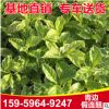青邊假連翹園林綠化苗木基地供應 青邊假連翹綠化 各種苗木批發