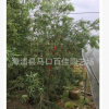 美花紅千層綠化樹苗 工程植物美花紅千層 多規格 量大優惠苗木