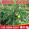 垂葉榕綠化樹 多規格常綠榕樹苗 垂葉榕風景樹基地供應批發