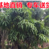 芒果樹綠化樹苗 工程植物樹苗 多規格品質芒果樹 量大優惠苗木