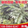 麻楝綠化苗木批發 精選馬楝樹苗 基地供應工程植物苗