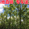造型盆景三角梅 室內盆景基地供應 規格齊全三角梅盆景批發