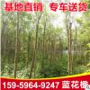 精選藍花楹樹苗 精品藍花楹風景樹 工程綠化苗木批發 自產自銷