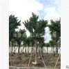 大葉紫微園林綠化苗木 精選大葉紫薇批發 綠化工程速生苗紫薇