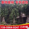 基地供應(yīng)細(xì)葉榕苗木 風(fēng)景樹綠化苗小葉榕 精選苗大量批發(fā)