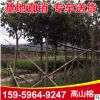 綠化苗木高山榕 基地供應(yīng)精選風(fēng)景樹高山榕 建筑工程苗木
