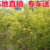 漳浦黃金寶樹苗 精選園林綠化苗木基地供應(yīng) 各種苗木批發(fā)
