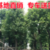 香樟樹苗 20-30公分香樟樹苗木 規(guī)格齊全 多頭樟樹 園林綠化苗木