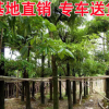 大量盆架子 基地供應(yīng)糖膠樹 綠化苗木 工程綠化樹糖膠樹