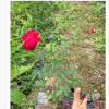 月季花苗批發(fā) 量大優(yōu)惠月季花苗木 多品種月季花