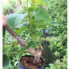 三角梅種苗 場地供應(yīng)三角梅 室內(nèi)盆栽花卉三角梅 品質(zhì)供應(yīng)