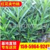 紅花夾竹桃 夾竹桃苗木 綠化工程植物樹苗夾竹桃