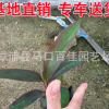 場地供應(yīng)亮葉朱蕉 精選植物樹苗朱蕉苗批發(fā) 灌木綠化苗朱蕉
