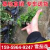 批發(fā)銷售雪茄花 盆栽花苗木 灌木植物雪茄花樹苗