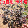 批發(fā)紅花繼木 2016 年7月15日大袋紅花繼木報(bào)價(jià)