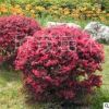 基地出售 庭院綠化植物 紅花檵木球 優(yōu)質(zhì)低價(jià)大量批發(fā)