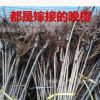 批發(fā)櫻花樹苗重瓣日本晚櫻櫻花小苗早櫻當年開花規(guī)格齊全