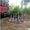 基地苗圃直銷批發高桿丁香樹苗嫁接白黃紫丁香花小區別墅綠化苗木