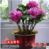 牡丹花苗 菏澤大苗 洛陽紅 室內盆栽 四季花卉植物 庭院陽臺綠植