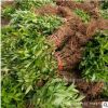 基地批發連翹小苗 灌木多生 黃老虎苗 綠化苗木 種植苗開花植物