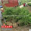 黃刺玫 基地直銷 沭陽園林綠化工程苗1.5m大黃刺玫紅刺玫 黃刺玫