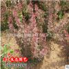紅葉小檗球 優質紫葉小檗球 紅葉小波球工程苗 紅葉小檗基地直銷