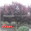 基地批發綠化苗木 花卉 紅葉李 紫葉李 紫葉李 各種規格 品種齊全
