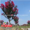 園林綠化苗木批發(fā) 正宗從生紅花紫薇樹(shù)苗 百日紅 紅火箭 紅火球