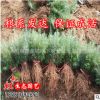 產(chǎn)地低價(jià)批發(fā)供應(yīng)松樹(shù)雪松小苗 耐寒常青雪松苗 雪松綠化苗工程苗