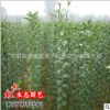 批發(fā)供應(yīng)綠化工程苗木 行道樹(shù)景觀 高桿植物 女貞小苗 大葉女貞苗