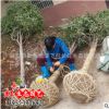 基地批發(fā)桂花苗嫁接金桂樹(shù)苗 品種齊全 桂花小苗 八月桂 桂花樹(shù)苗
