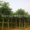 泰安直銷 1公分皂角小苗 經(jīng)濟(jì)綠化工程苗 皂種 保證成活