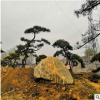 基地黑松批發(fā)價(jià)格低 規(guī)格全 園林綠化盆景園林樹造型松全年可移植
