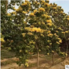 山東基地開花植物黃金丁香樹 多種規(guī)格丁香樹苗園林綠化苗木
