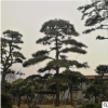 基地長(zhǎng)期供應(yīng)造型松 土壤適應(yīng)力好枝干粗造型優(yōu)美 造型松樹