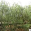 垂柳樹苗 園林綠化速生柳樹苗 規格齊全 易成活 金絲垂柳直柳樹苗