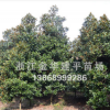 供應(yīng)多種規(guī)格廣玉蘭 白紅玉蘭 黃玉蘭 紫玉蘭
