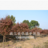 批發(fā)紅楓 綠化工程苗木 規(guī)格齊全 質(zhì)優(yōu)價廉