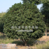 【優(yōu)質(zhì)供應(yīng)】精品桂花樹 多種規(guī)格 常綠喬木
